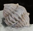 Wide, Enrolled Flexicalymene Trilobite - Ohio #61011-4